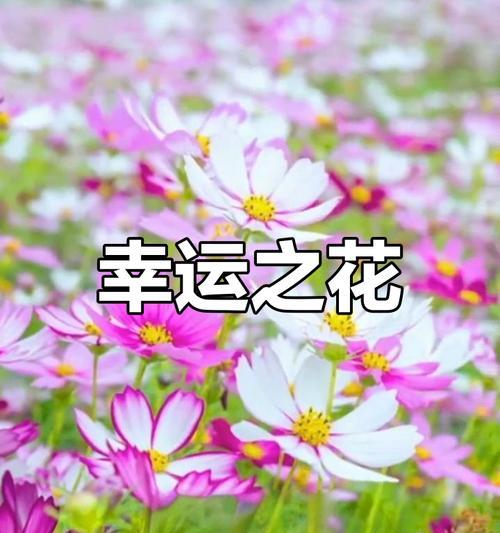如何用花语表达幸福？有哪些花可以传递幸福的信息？