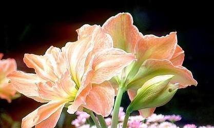 哪种花象征对爱情的渴望？花语中表达爱情渴望的花有哪些？