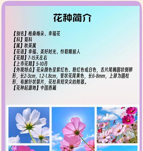 哪种花的花语是幸福保障？