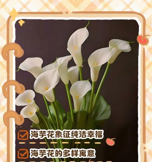 哪种花的花语是幸福保障？