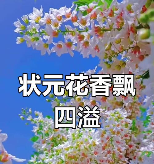 花的气味颜色其他寓意和象征是什么？