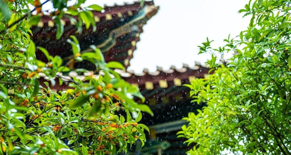 桂花到了花期不绽放，可太令人失望了，快来查找原因
