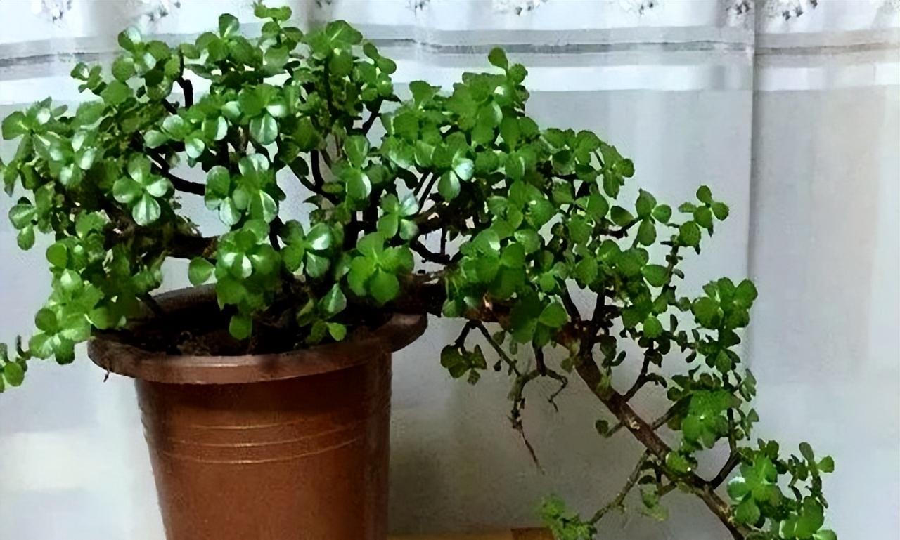 三伏高温天，9种花进入“危险期”，赶快行动起来，切莫大意！
