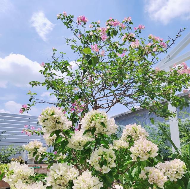 此款三角梅，可“平替”绣球花，花似圆球，常年绽放，打理也简单