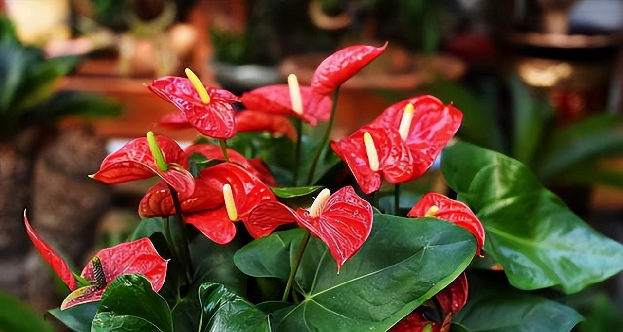 7种高档花，客厅“阴着养”，叶子硕大，比油画还漂亮