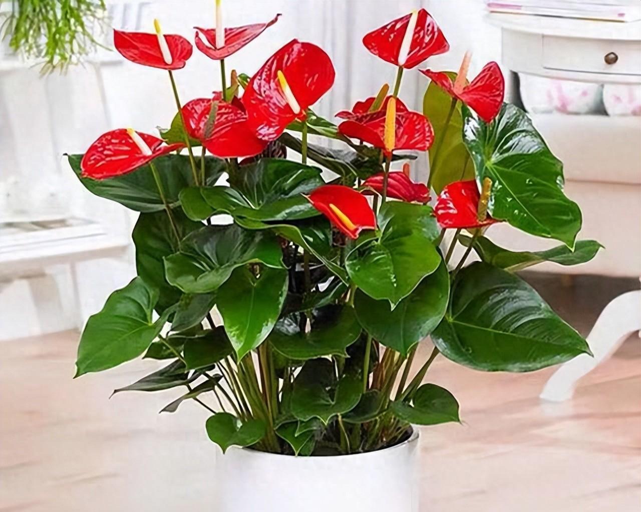 7种高档花，客厅“阴着养”，叶子硕大，比油画还漂亮