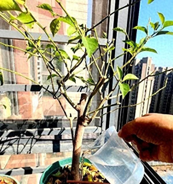 河北一太太，把三角梅丢“破罐”里，一不留神就爆盆，惊艳了时光