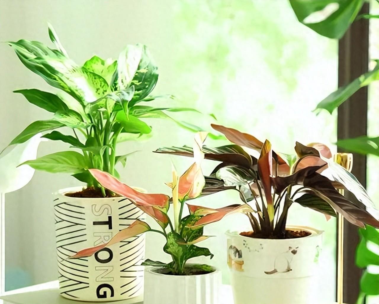 学会养护青苹果绿植的小窍门