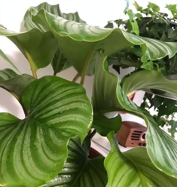 学会养护青苹果绿植的小窍门