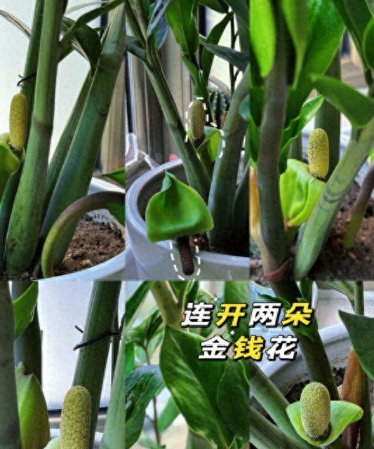 5种花，“再不喜欢”也得养一盆，镇宅保平安，好养还吉祥！