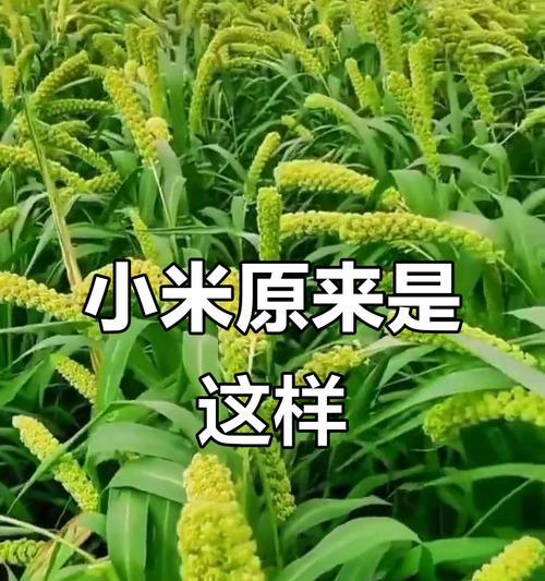 小米植物的外貌与特性（探秘小米植物的生长规律、叶形、花朵、果实等特性）