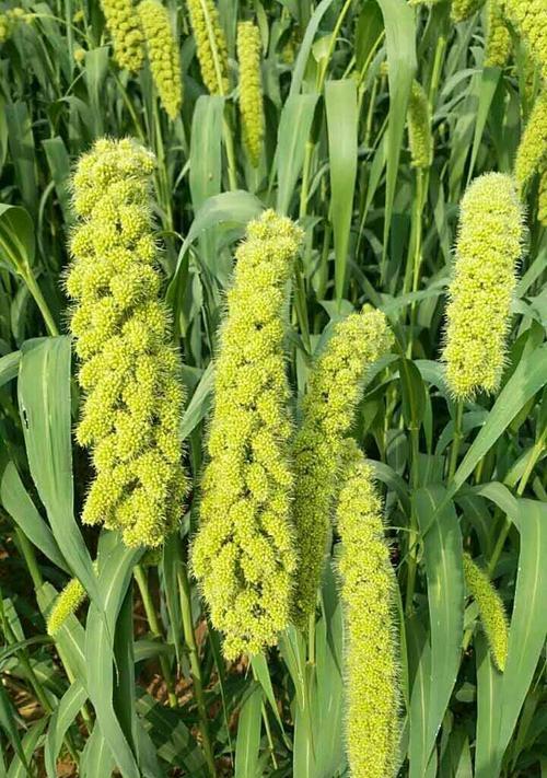 小米植物的外貌与特性（探秘小米植物的生长规律、叶形、花朵、果实等特性）