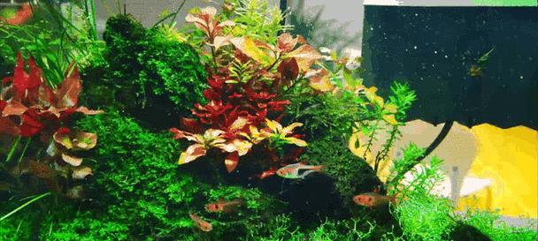 水中养的植物（探秘水族箱中的绿色世界）