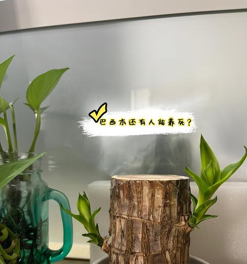 水中养的植物（探秘水族箱中的绿色世界）