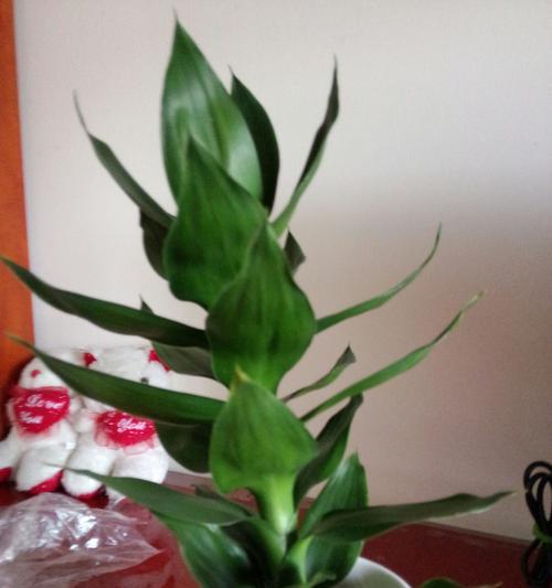 水中养的植物（探秘水族箱中的绿色世界）