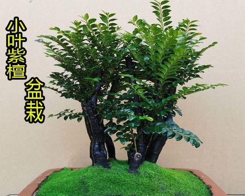 小叶紫檀——为什么有些人不能养？