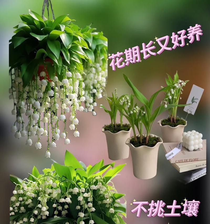 幸福之花的花语（解读象征幸福的花卉的花语及文化内涵）