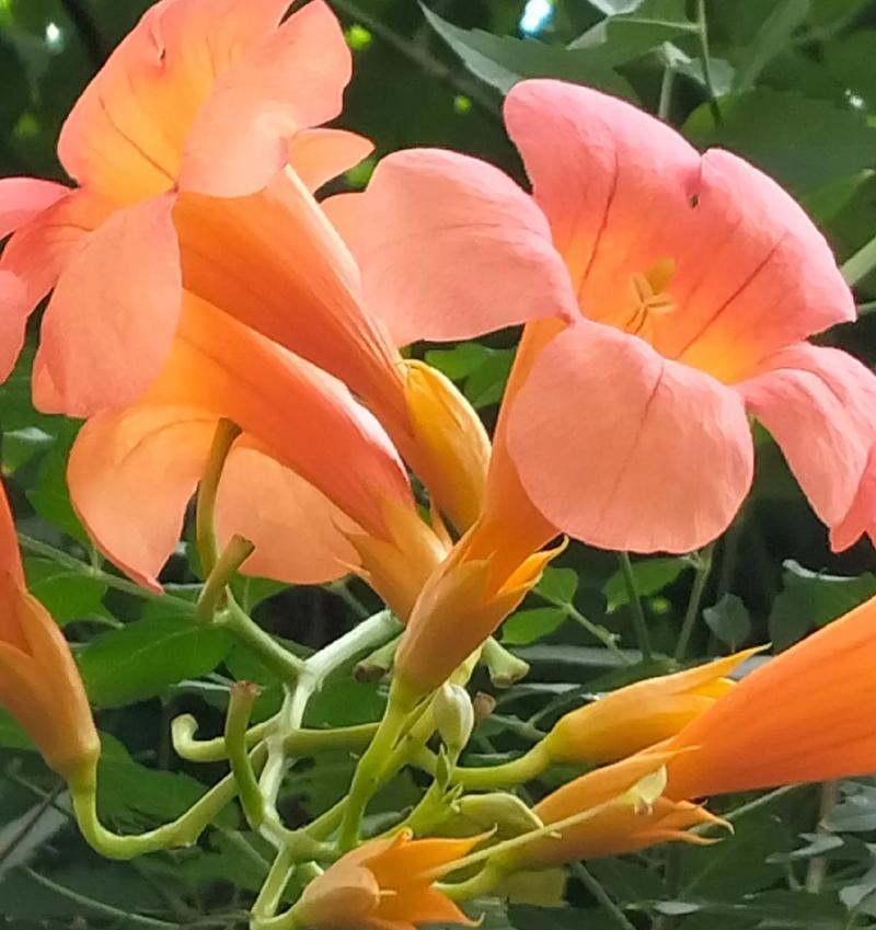 喜阳爬藤花卉的栽培与养护（打造花园的新宠，喜阳爬藤花卉的全面解析）