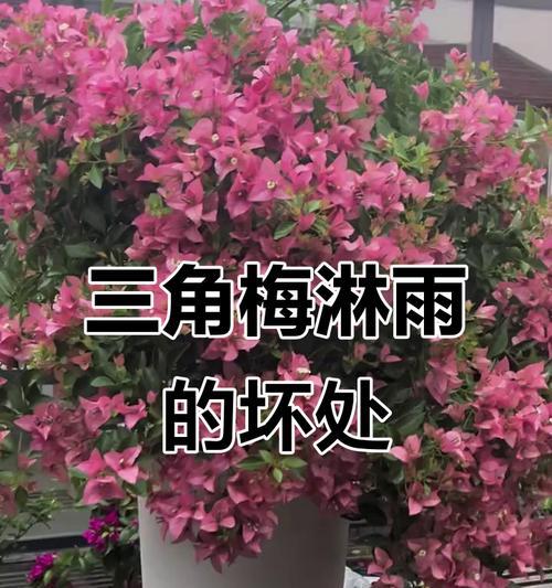 三角梅可以放外面淋雨吗？（了解三角梅的防雨措施，让你的花朵更健康。）