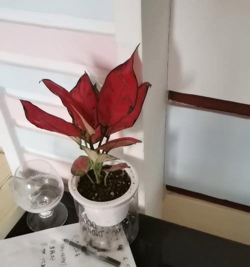 如意皇后叶尖干枯怎么办？掌握这些方法让你的花草茁壮生长（叶尖枯萎，该怎么救治？）