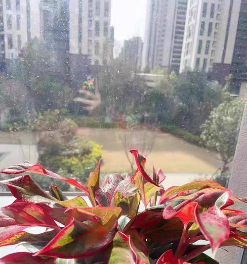 如意皇后叶尖干枯怎么办？掌握这些方法让你的花草茁壮生长（叶尖枯萎，该怎么救治？）
