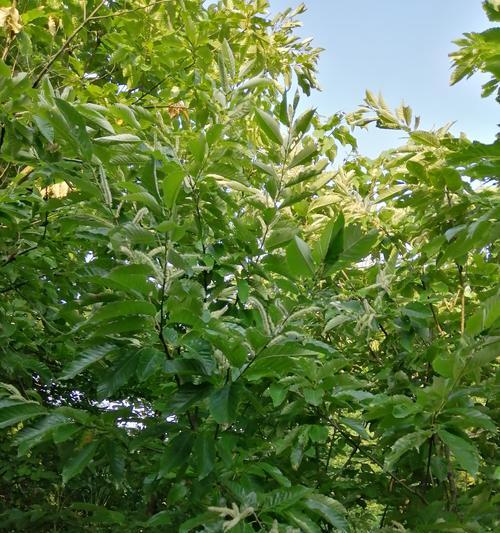 板栗树风水秘密（探寻板栗树在风水中的神秘力量与象征意义）