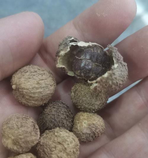 砂仁几年结果实，丰收有望（探究砂仁结果实的关键因素及市场前景分析）