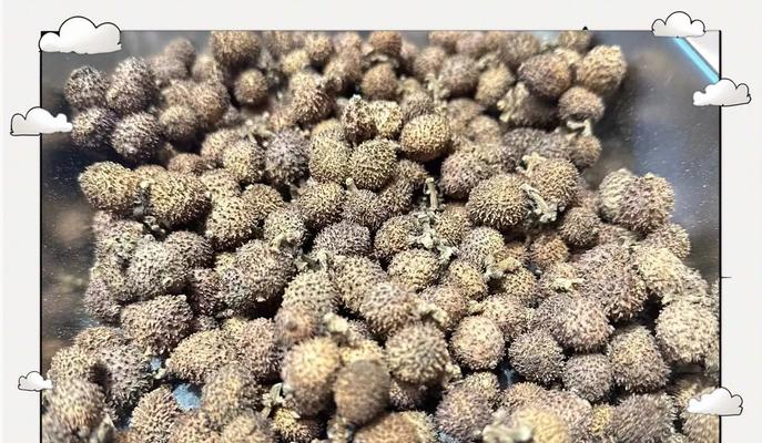 砂仁几年结果实，丰收有望（探究砂仁结果实的关键因素及市场前景分析）