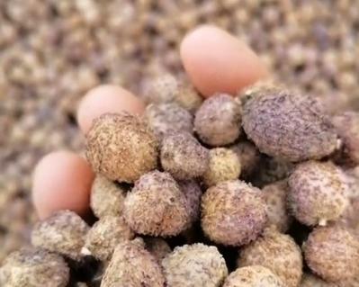 砂仁几年结果实，丰收有望（探究砂仁结果实的关键因素及市场前景分析）