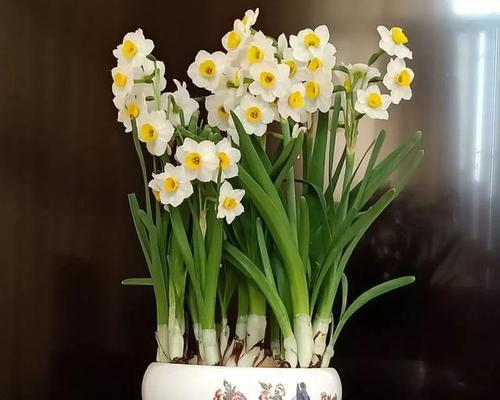 冬天适合养什么花？（室外花坛怎样变得不寂寞？）