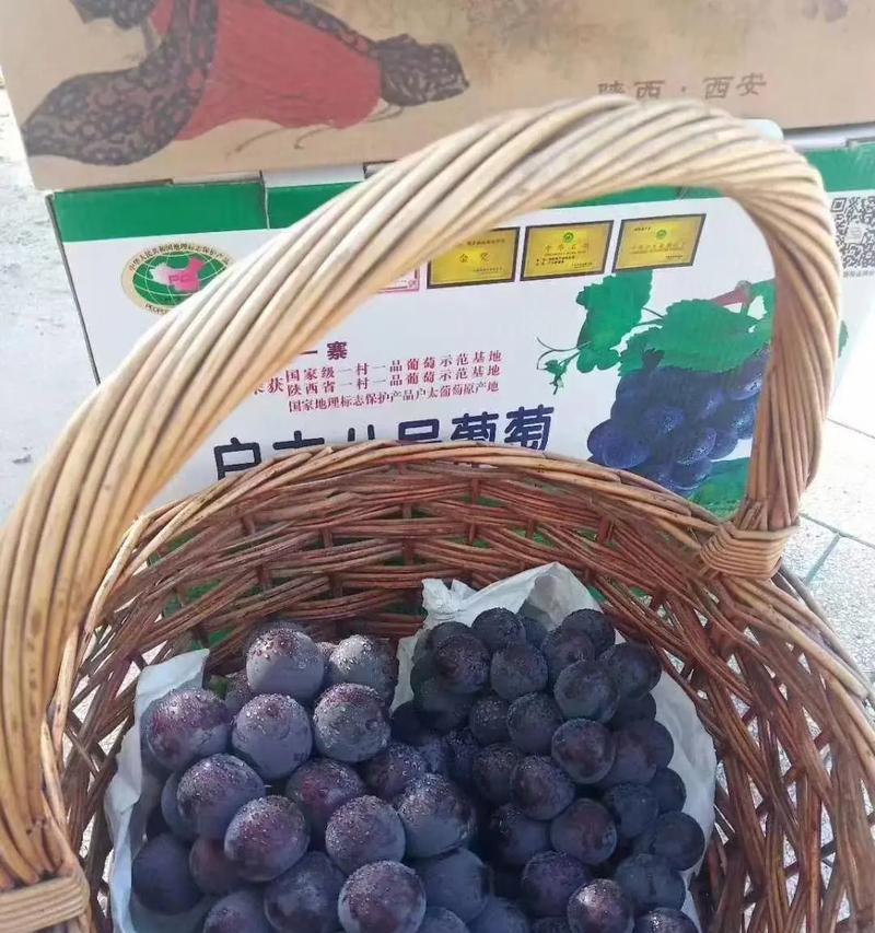 户太八号葡萄的年份与果实丰收（探寻户太八号葡萄的生长之路，解析果实结果的年份规律）