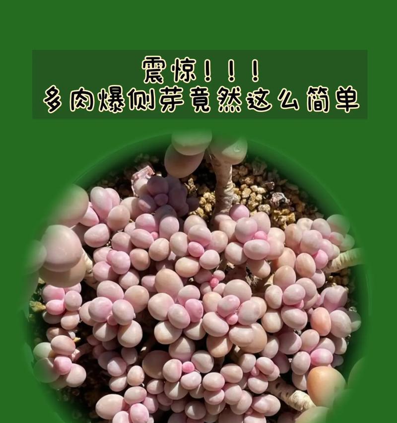多肉初学者必看（学会这些技巧，让你的多肉更健康成长！）