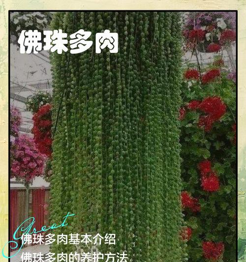 多肉初学者必看（学会这些技巧，让你的多肉更健康成长！）