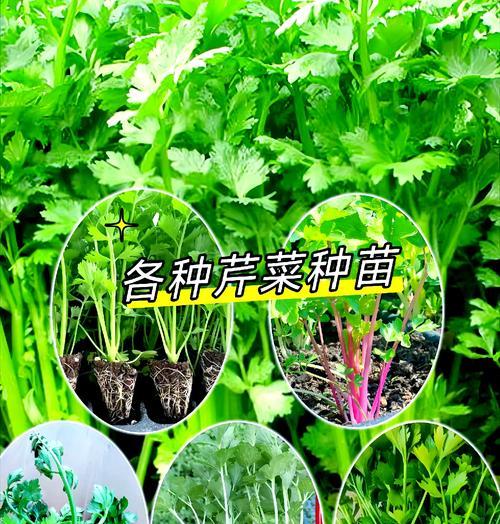 如何挑选新鲜美味的芹菜（从外观到质感，全方位了解如何选择好芹菜）