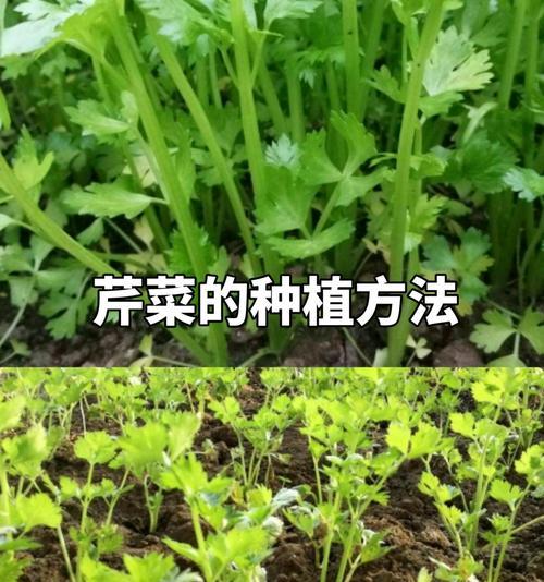 如何挑选新鲜美味的芹菜（从外观到质感，全方位了解如何选择好芹菜）