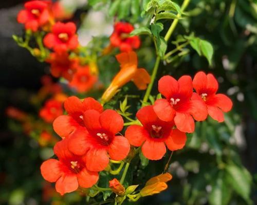凌霄花（从幼苗到成长，看凌霄花的成长之路）