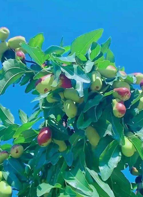 红枣成熟期（了解红枣的成熟时间和采摘方法）