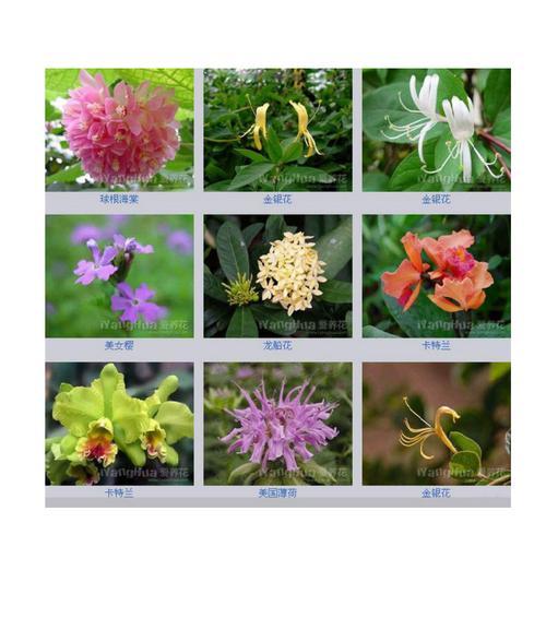 金鱼花——色彩缤纷的花卉之王（探秘金鱼花的种类、特点与种植）
