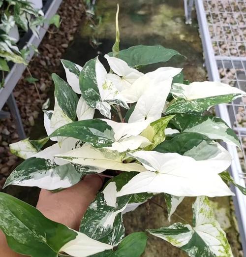 合果芋的水养方法（轻松养活你的合果芋，让它健康茁壮）