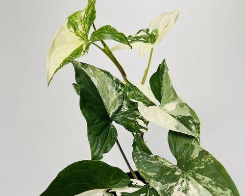 合果芋的水养方法（轻松养活你的合果芋，让它健康茁壮）