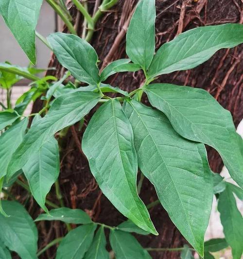 合果芋的水养方法（轻松养活你的合果芋，让它健康茁壮）