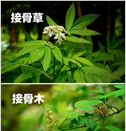 接骨草果实的食用价值及注意事项（接骨草果实能否直接食用？如何正确食用？）