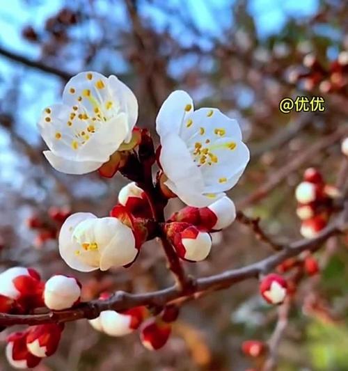 杏子树开花结果全解析（了解杏子树开花结果时间，享受果实香甜）