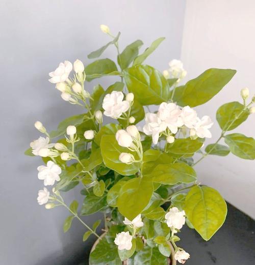 属龙的幸运植物大揭秘（为什么属龙要养这些植物？如何选择和养护？）