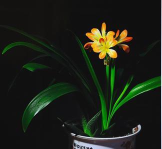 属龙的幸运植物大揭秘（为什么属龙要养这些植物？如何选择和养护？）