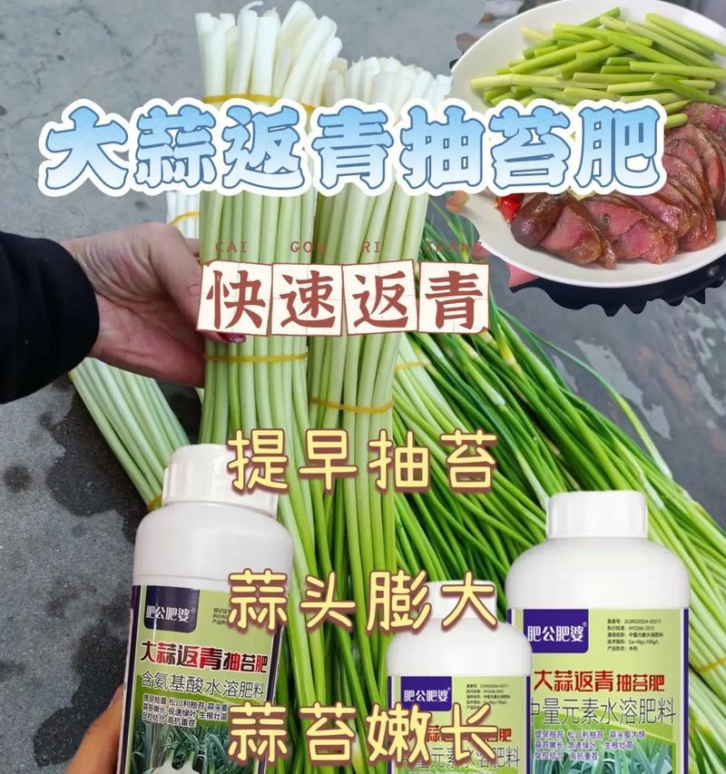 大蒜的采收时间和方法（掌握正确的采收时机和技巧，助力大蒜丰收）
