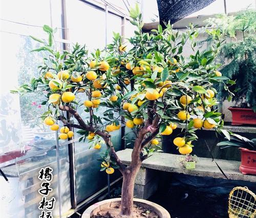 盆景橘子树的修剪技巧（图解详解，让你的橘子树更加美丽健康）