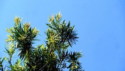 相思树——情侣之树（探究相思树的树种、特点、历史和文化）