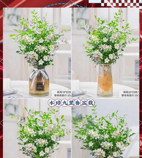 九里香开花后的修剪方法（开花后怎么修剪？剪枝方法详解）