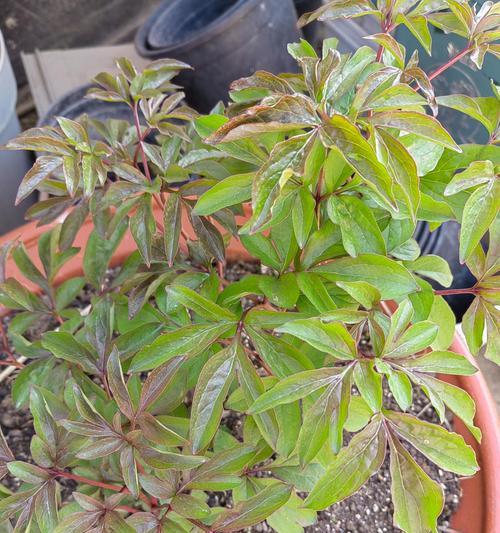 盆栽芍药的养殖方法与养护事项（打造优美的花园盆栽，从盆栽芍药开始）